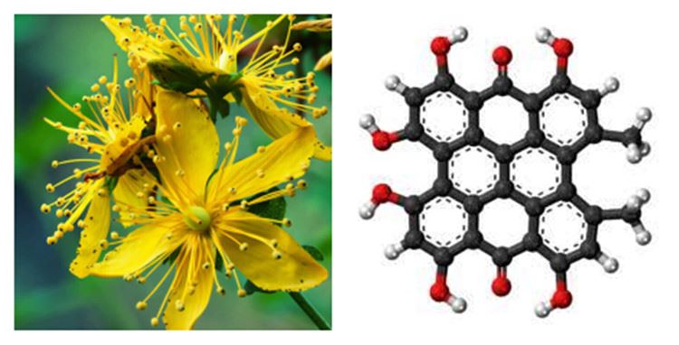 Hypericin Plant and Molecular Structure Hypericin Plant and Molecular Structure