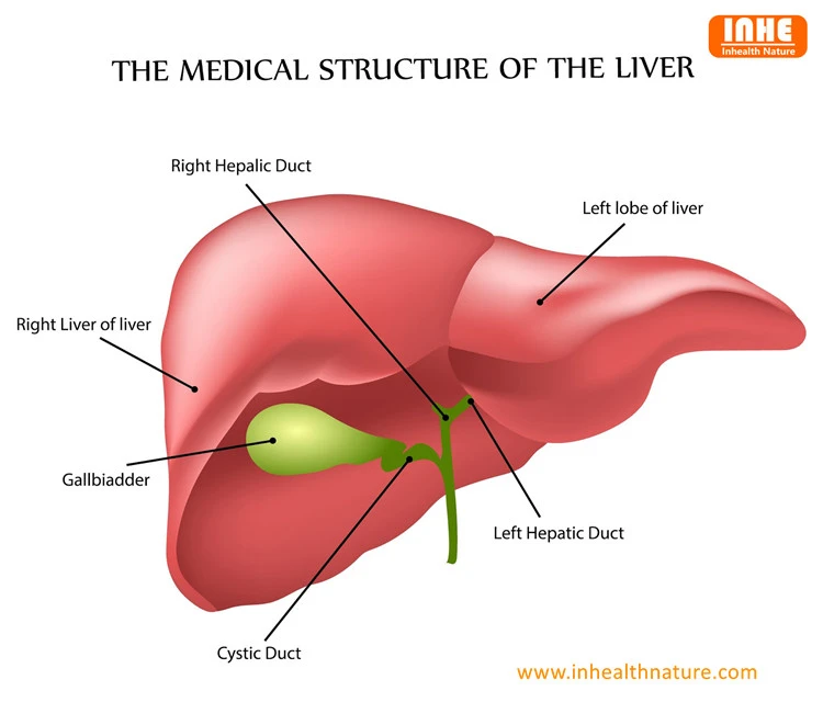 The Medical Structure of the Liver
