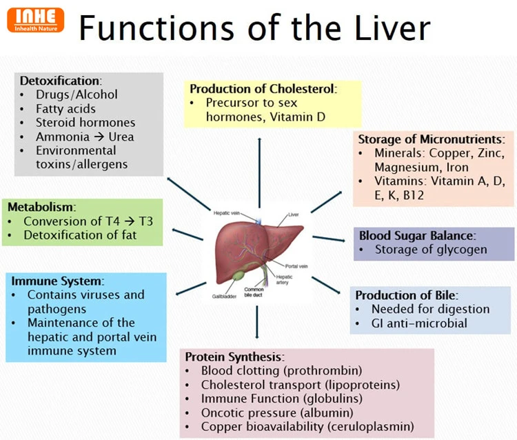 Functions of the Liver