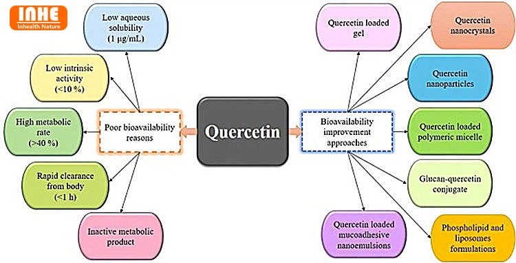 How to Improve Quercetin Bioavailability